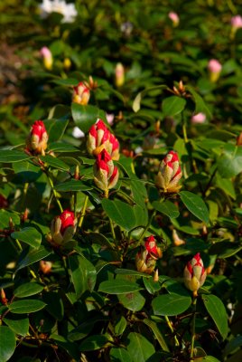 Rhododendron caucasicum - pěnišník kavkazský - květy v pupenu